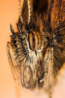 Portrait in Macro Focus Stacking technique of Gatekeeper or Hedge Brown