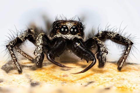 Macro Focus Stacking portrait of male of Jumping Spider