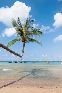 Bending palm on Sairee beach