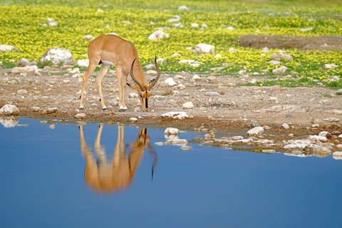 Black-faced Impala
