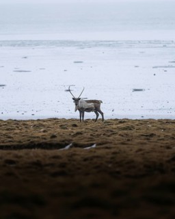 Deer in the distance on yellow grassland