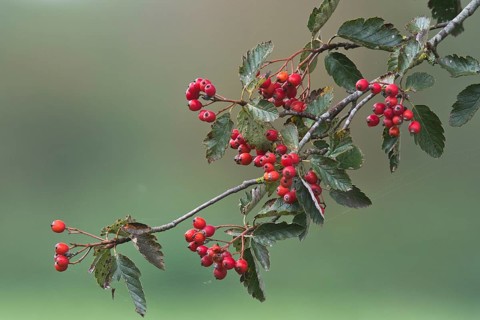 Swedish whitebeam