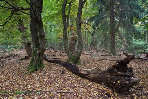 Old and dead trees