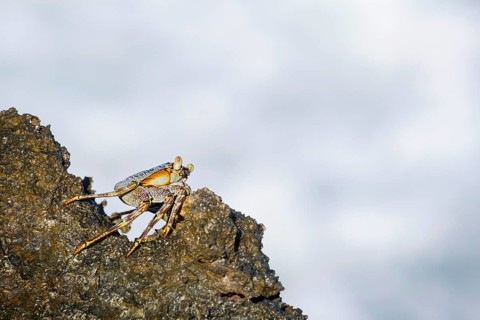 Crab