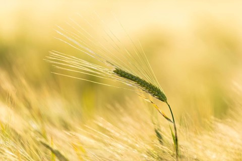 Barley ear