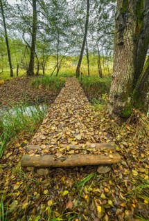 Wooden bridge covered by fallen autumn leaves in the forest
