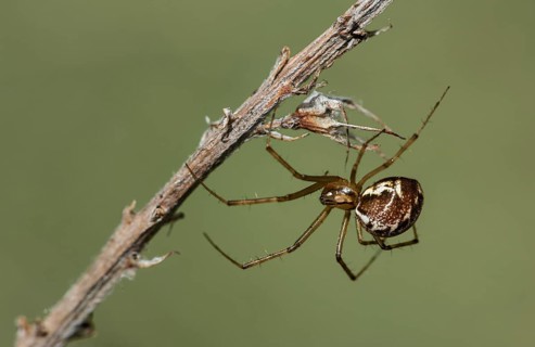 Females of the common canopy spider
