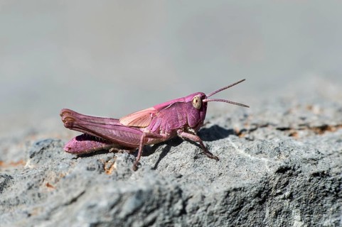 Nymph of a common field grasshopper