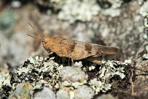 Blue-winged grasshopper