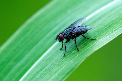 House fly