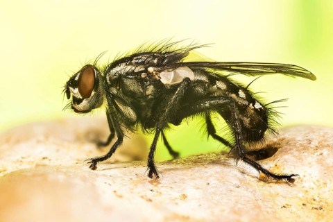 Focus Stacking picture of Common Flesh Fly