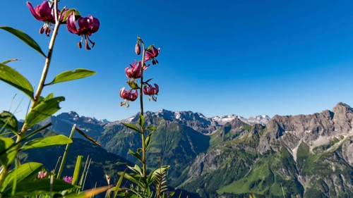 Martagon lily a