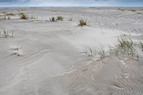 Foreshore dunes on Juist