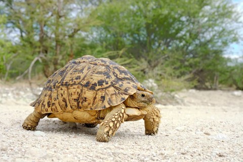 Leopard tortoise