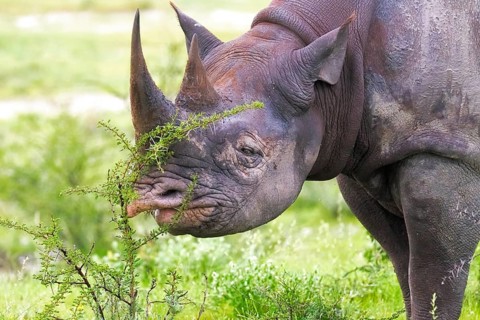 Black rhinoceros