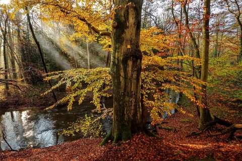 Beech forest