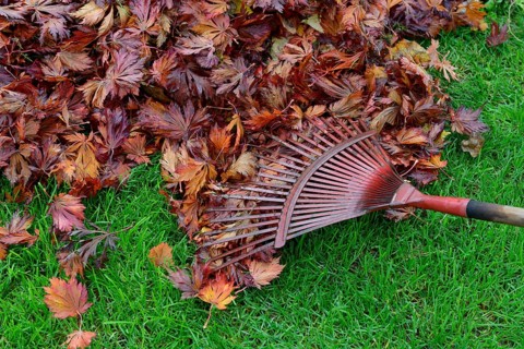 Leaf raking and autumn foliage