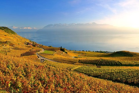 Autumn coloured vineyards on Lake Geneva