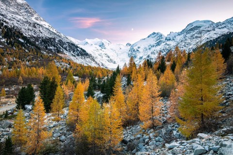 Autumnal larch forest in the valley of the Morteratsch Glacier