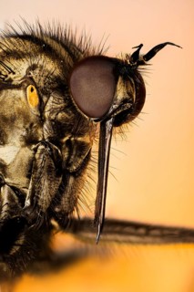 Macro focus stacking portrait of Dance fly