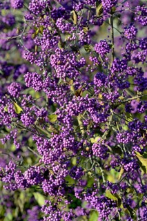 Bodinier's beautyberry