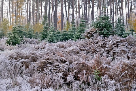 Abies nordmannianas