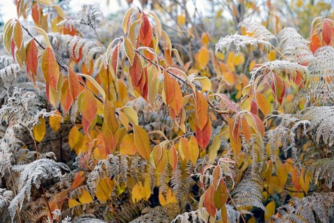European Bird Cherry