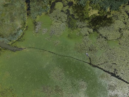 Aerial view on the lake covered with European white water lily