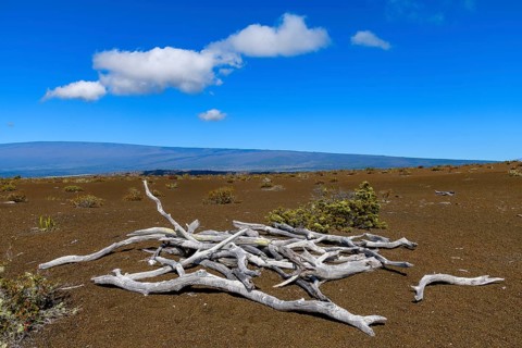 Dead wood in barren lava desert