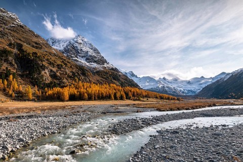 Golden larches