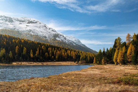 Autumnal larches on Lake Staz
