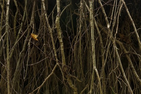Roots