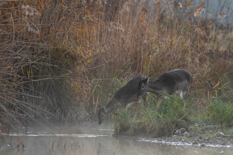 Fallow deer cows