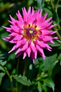 Decorative Dahlia