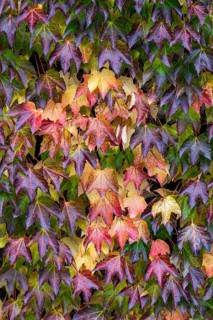 Boston ivy