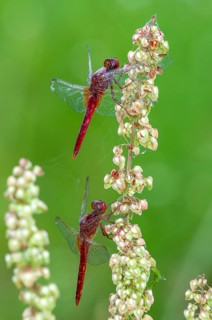 Scarlet dragonfly