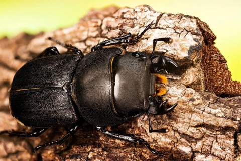 Macro Focus Stacking shot of male of Lesser Stag Beetle
