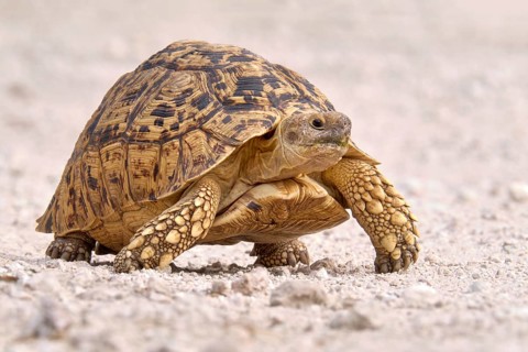 Leopard tortoise