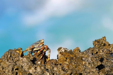 Crab