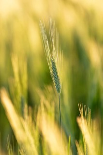 Barley ear