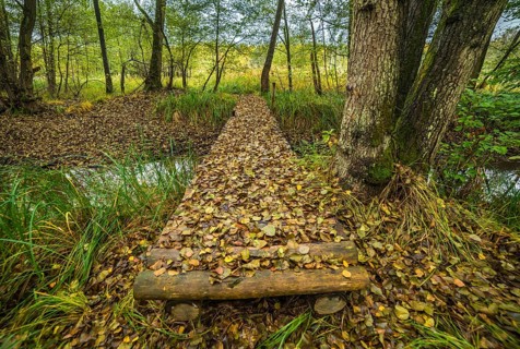 Wooden bridge covered by fallen autumn leaves in the forest