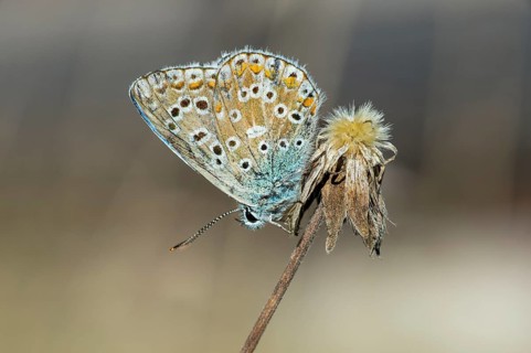 Common Blue