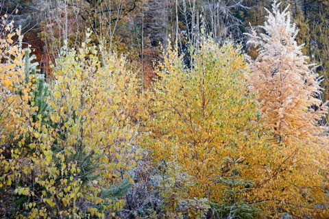 Mixed forest in autumn with hoar frost