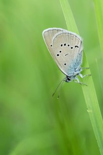 Gossamer winged butterfly