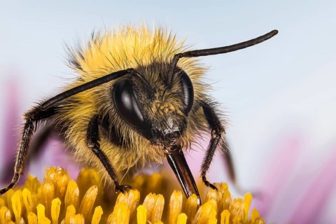 Macro focus stacking of Early bumblebee