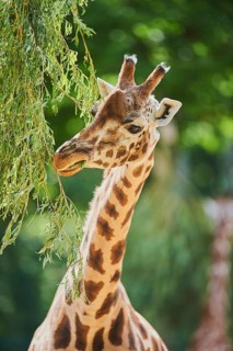 Reticulated giraffe