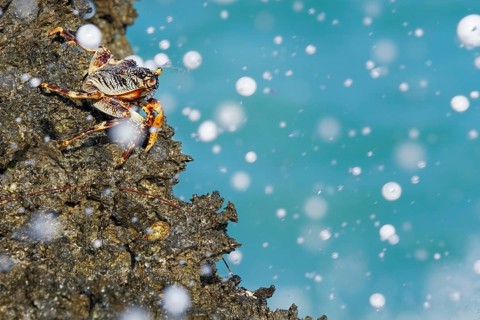 Crab