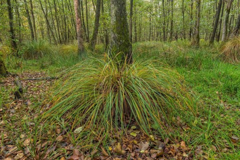 Autumn alluvial forest with panicle sedge