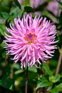 Cactus dahlia
