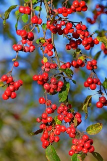 Ornamental apple tree